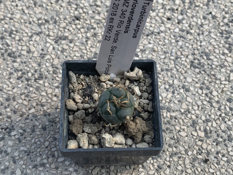 Turbinicarpus rioverdensis MZ340