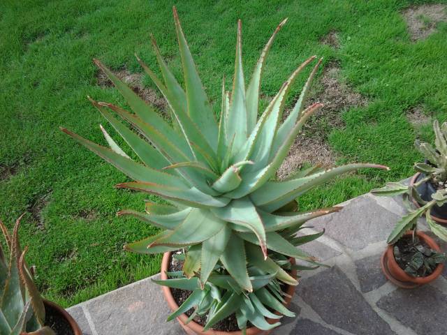 aloe varvari 
