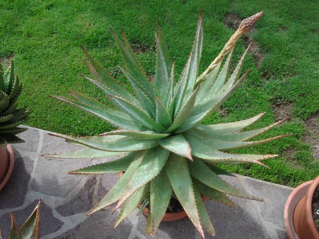 aloe microstigma 