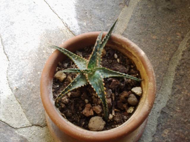 Aloe Christmas Carol 