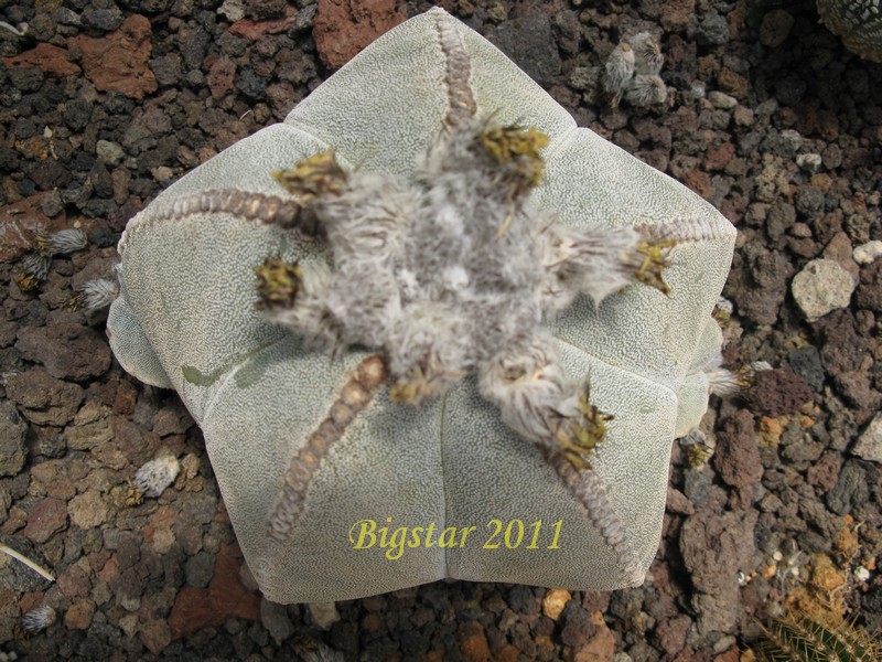Astrophytum myriostigma 