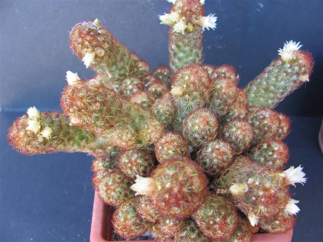Mammillaria elongata 
