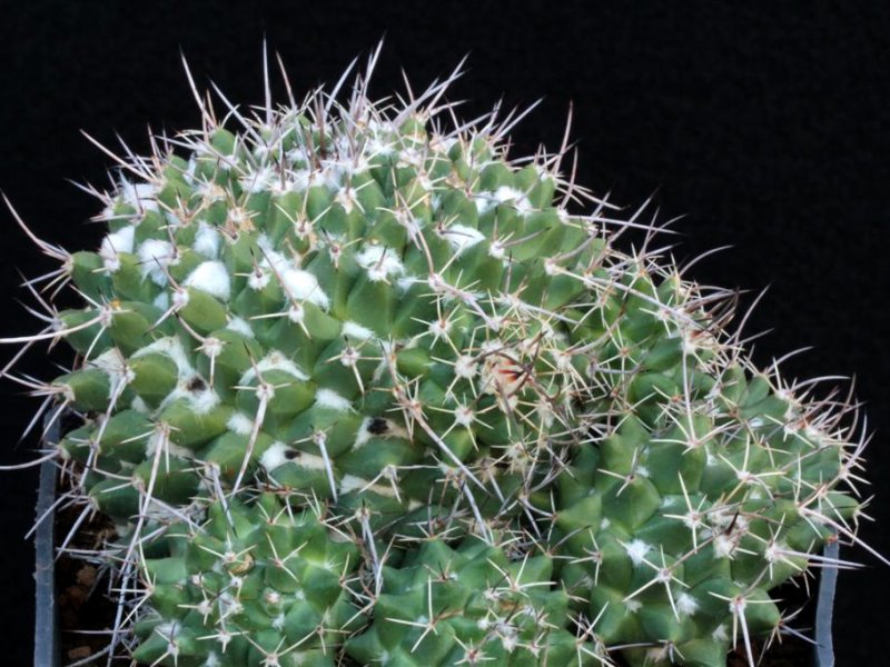 Mammillaria compressa ssp. centralifera BZ 27