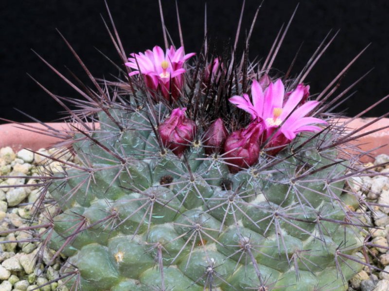 Mammillaria sonorensis SB 708