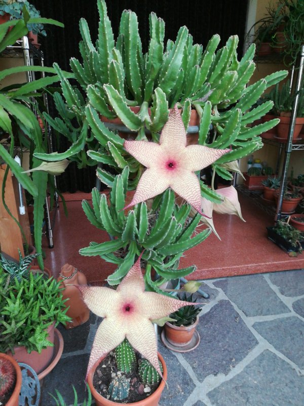 Stapelia Gigantea 