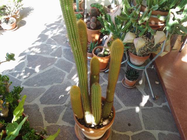 Trichocereus spachianus 