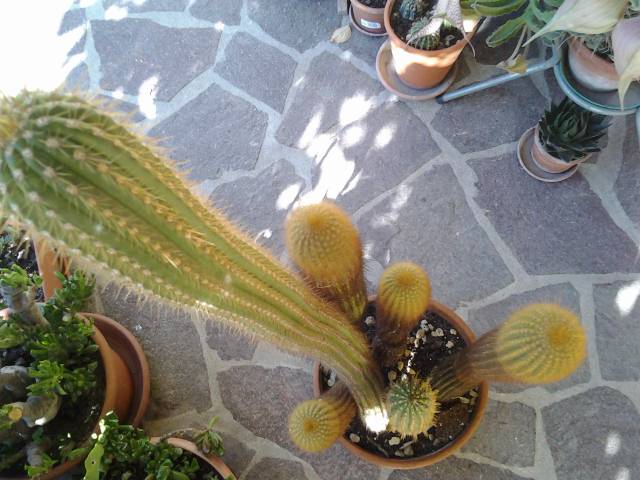 Trichocereus spachianus 