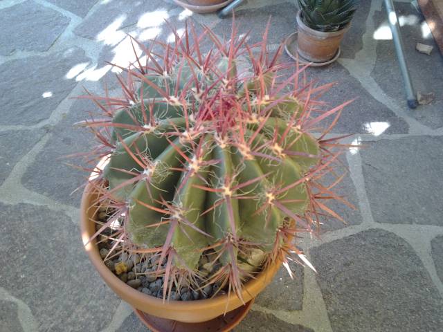 Ferocactus pilosus 