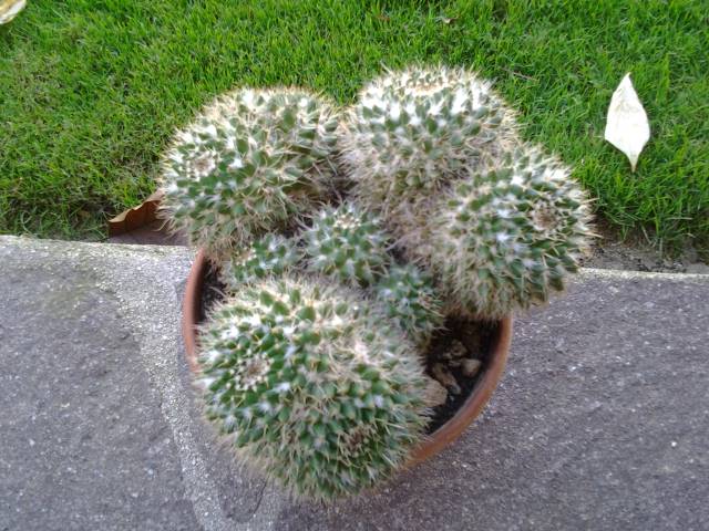 Mammillaria karwinskiana 