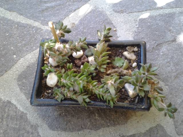 Anacampseros rufuscens 