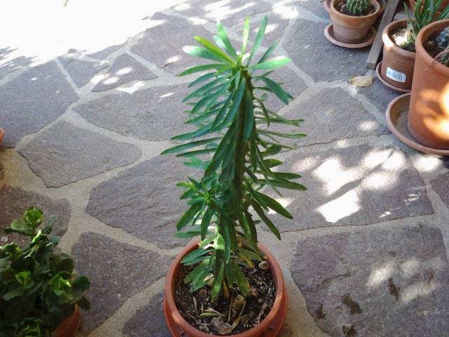 Euphorbia loricata 