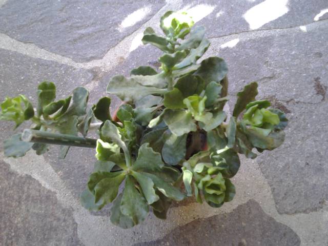 Adromiscus cristatus v. zeyheri 