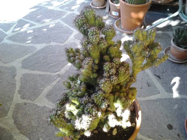 Cereus peruvianus moustrous 