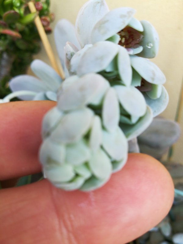 Pachypytum viride x oviferum 