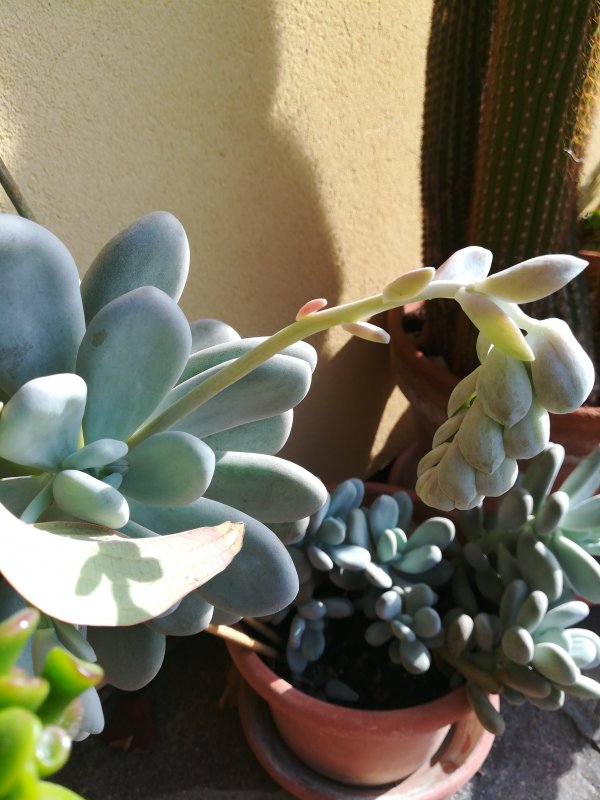 Pachypytum viride x oviferum 