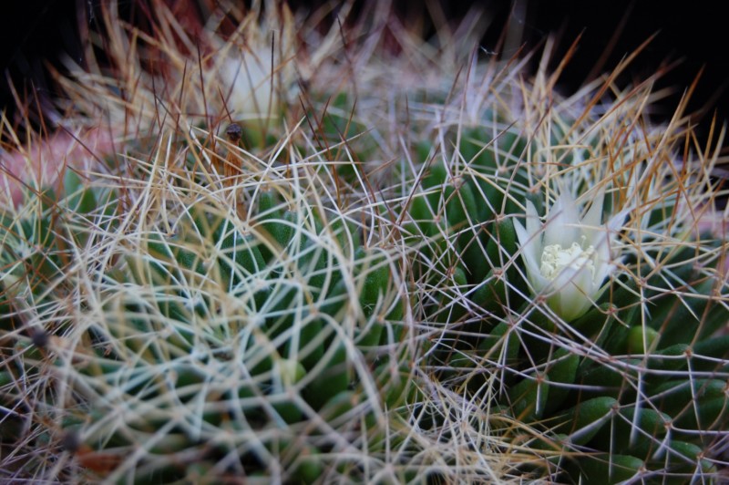 Mammillaria decipiens ssp. camptotricha 