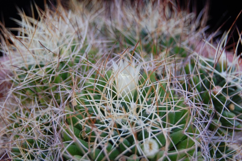 Mammillaria decipiens ssp. camptotricha 