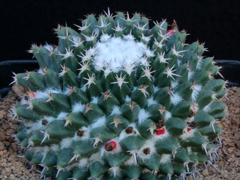 Mammillaria priessnitzii REPP 1145