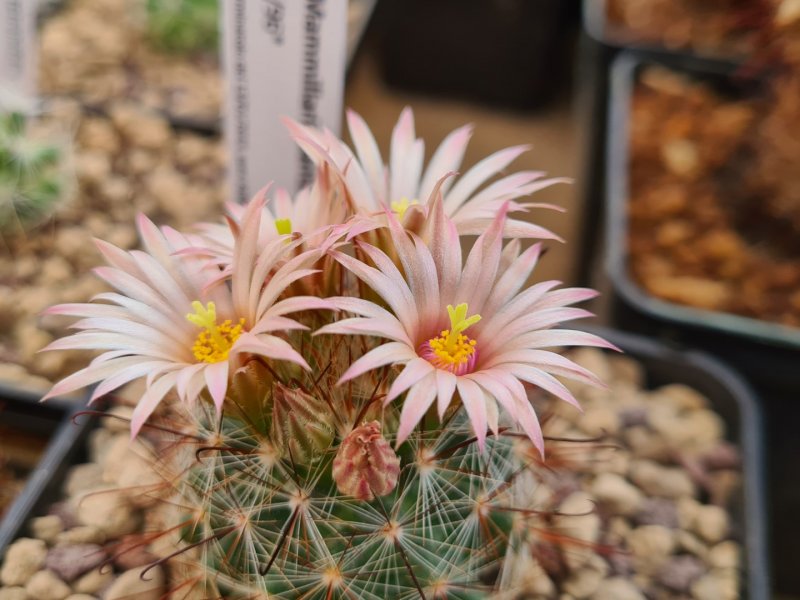 Mammillaria santaclarensis 