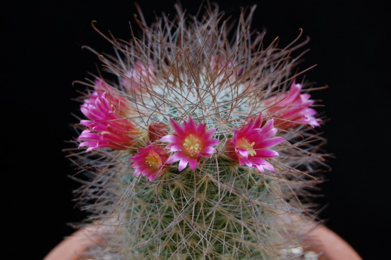 Mammillaria rekoi ssp. leptacantha 