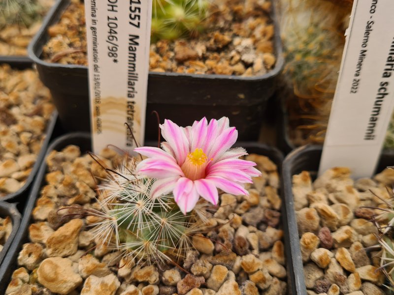 Mammillaria tetrancistra 