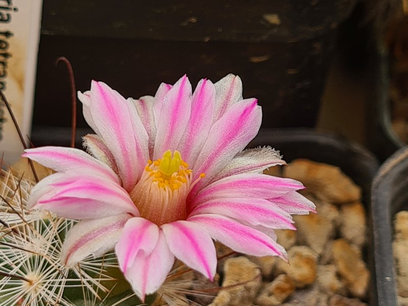 Mammillaria tetrancistra 