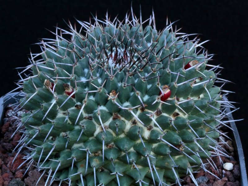 Mammillaria amajacensis 