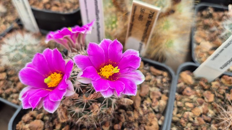 Mammillaria schumannii 