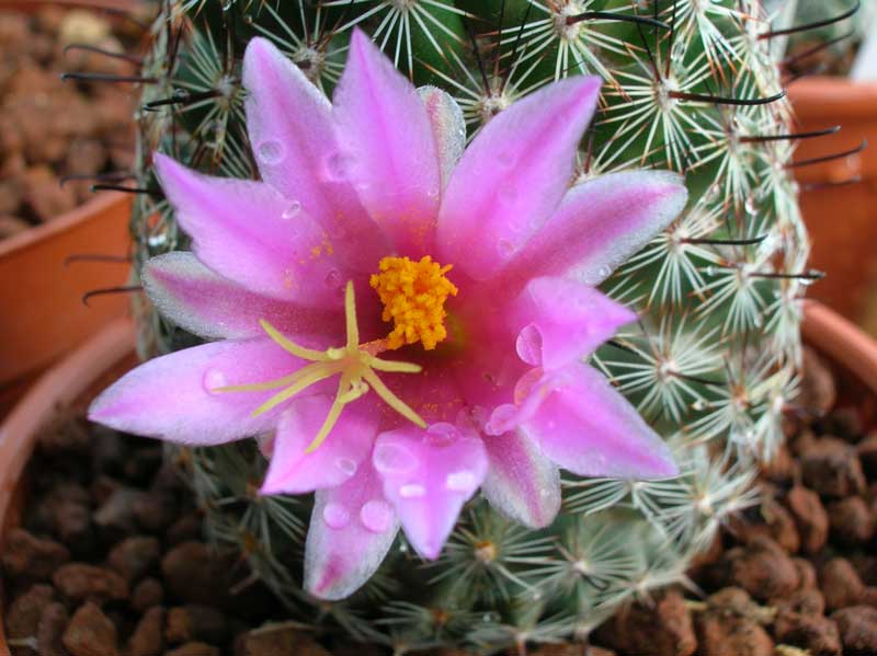 Mammillaria sheldonii 