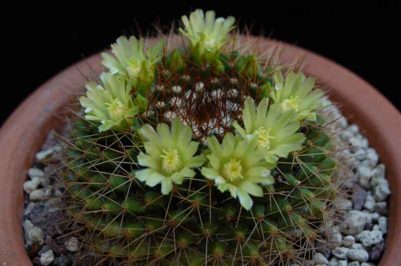 Mammillaria marksiana 