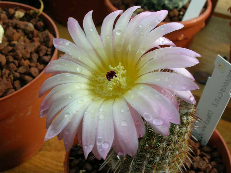 Notocactus concinnus 