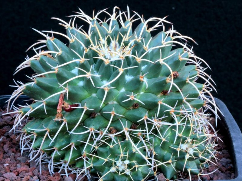 Mammillaria vagaspina REPP 1114