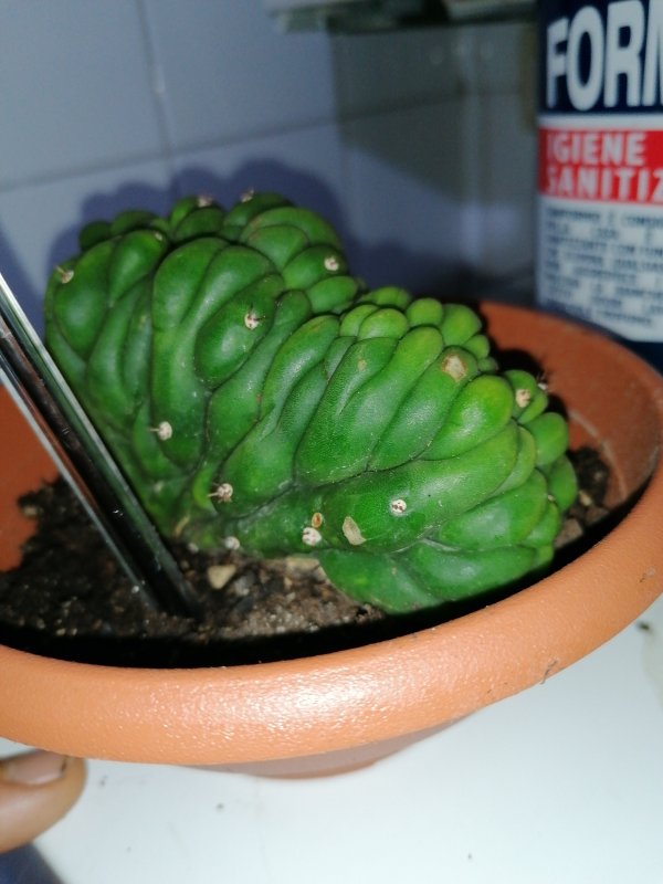 Echinopsis crestato 