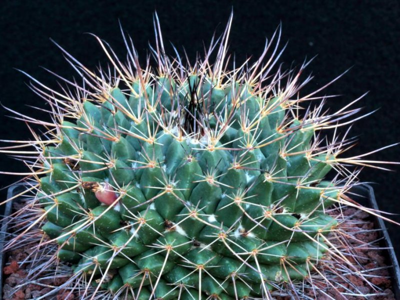 Mammillaria melanocentra ssp. linaresensis 