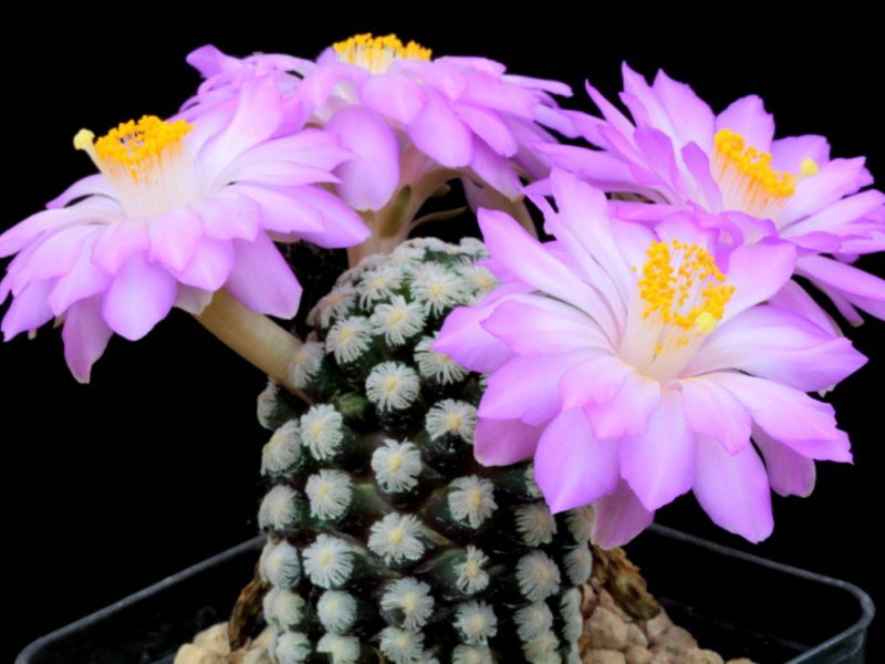 Mammillaria theresae 