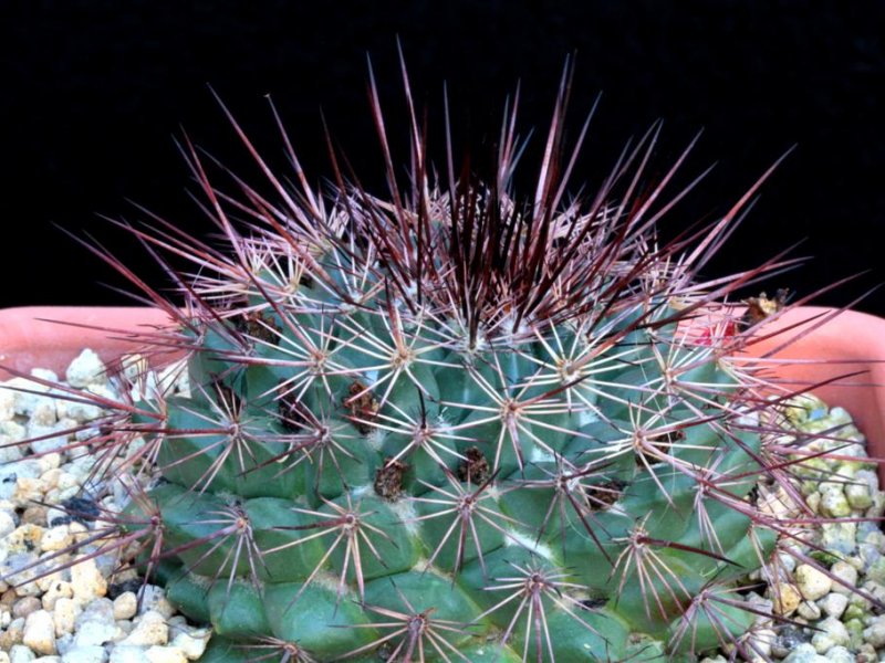 Mammillaria sonorensis SB 706