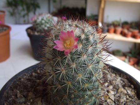Mammillaria microelia 