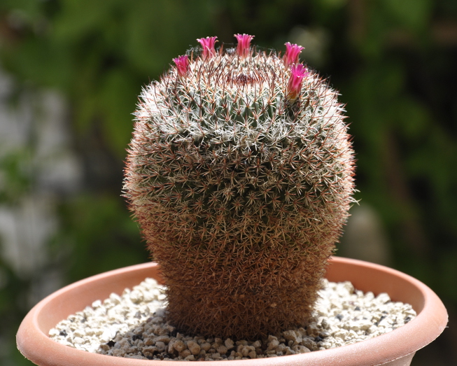 Mammillaria mystax REP160