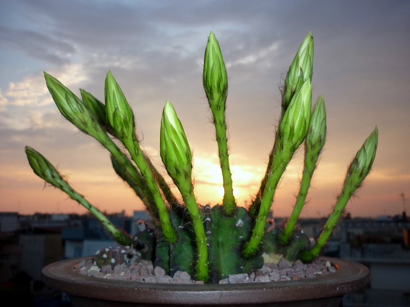 Echinopsis subdenudata 