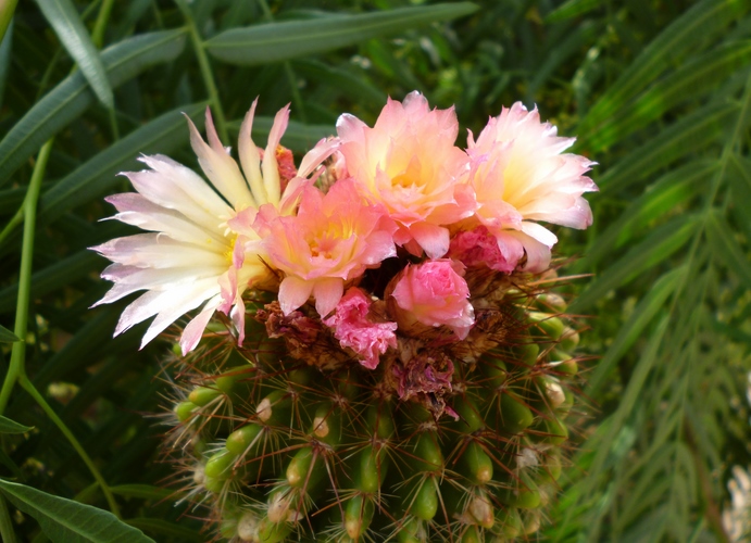 Parodia roseolutea 