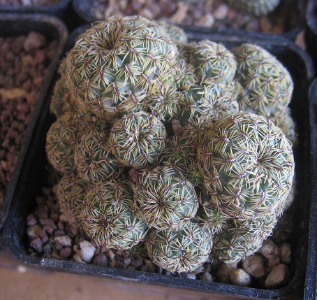 Sulcorebutia mizquensis 