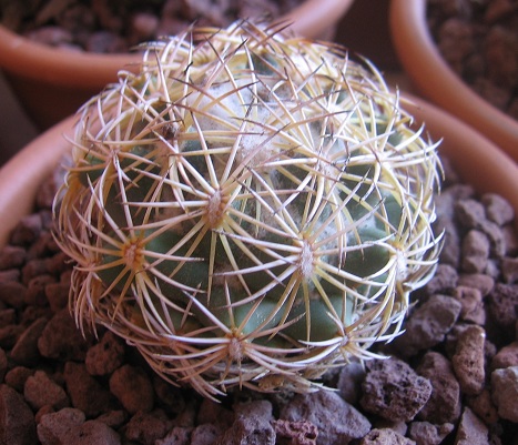 Coryphantha  