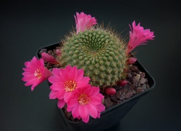 Rebutia violaciflora 