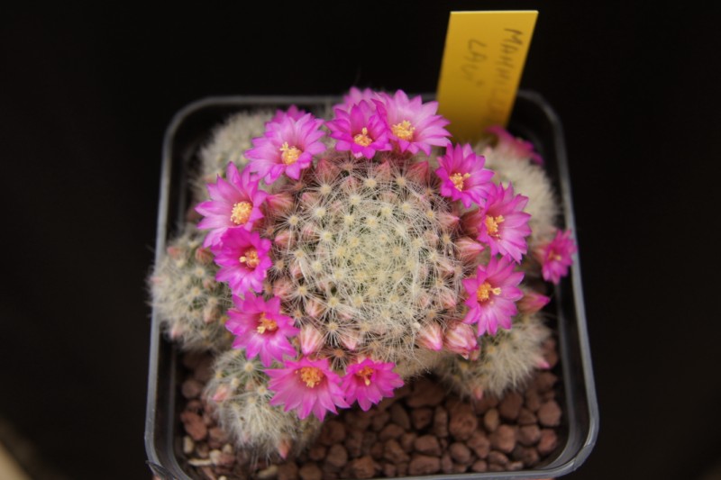 Mammillaria laui 