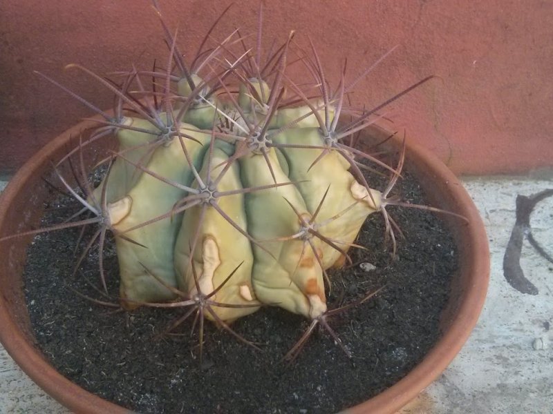 Ferocactus emoryi 