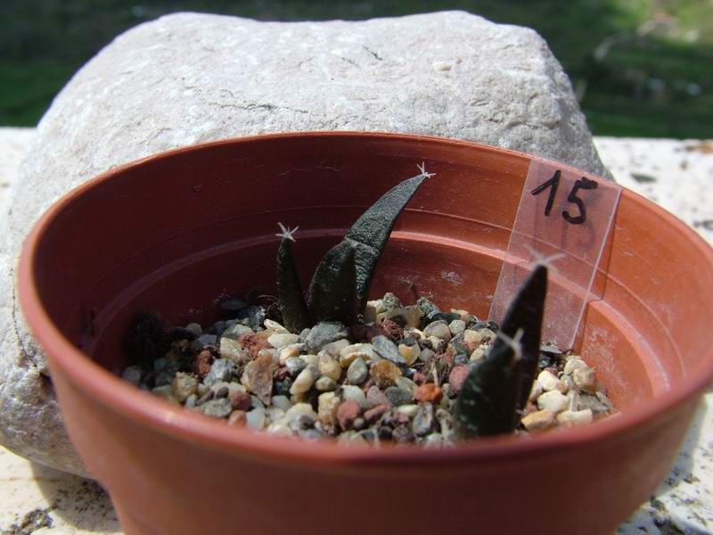 ariocarpus trigonus v. elongatus