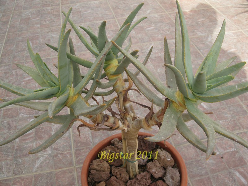 Aloe dichotoma 