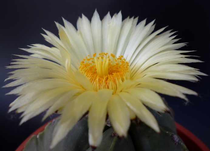 Astrophytum myriostigma v. nudum 