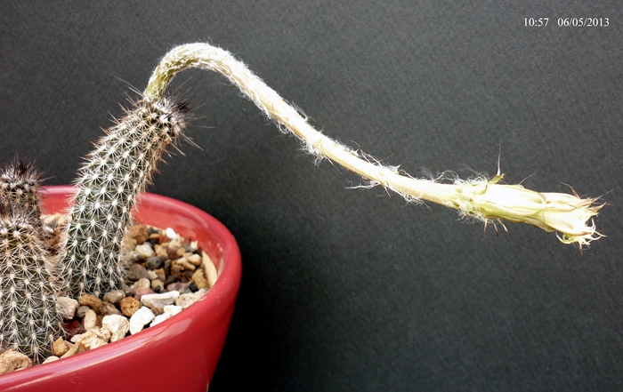 Setiechinopsis mirabilis 