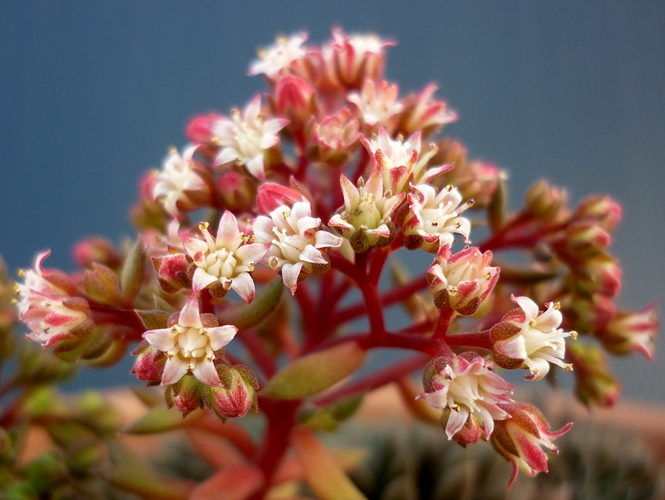 Sinocrassula yunnanensis 